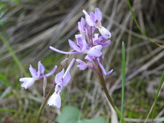 Orchis laeta