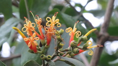 Psittacanthus cucullaris