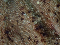 Anseropoda rosacea