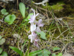 Orchis laeta