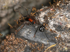 Tachysphex pompiliformis