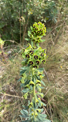 Euphorbia characias