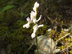 Orchis laeta