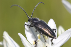 Brachysomida californica