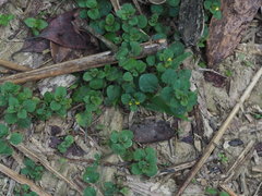 Lysimachia japonica