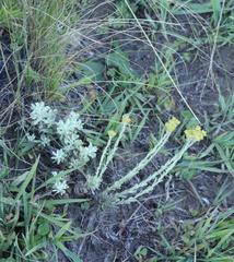 Helichrysum callicomum