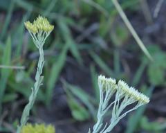 Helichrysum callicomum