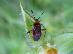 Horciasinus argentinus