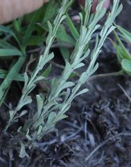 Helichrysum callicomum