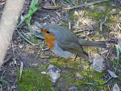 Erithacus rubecula