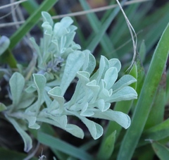 Helichrysum callicomum
