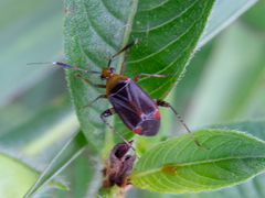 Horciasinus argentinus