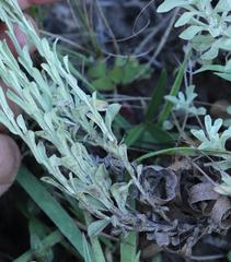 Helichrysum callicomum