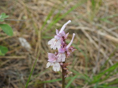 Orchis laeta