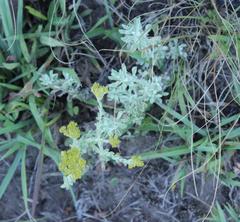 Helichrysum callicomum