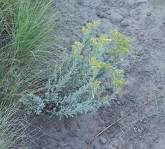 Helichrysum callicomum
