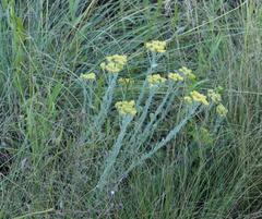 Helichrysum callicomum