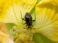 Horciasinus argentinus