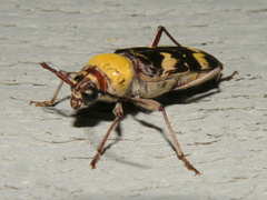 Megacyllene antennata