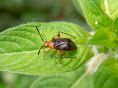 Horciasinus argentinus