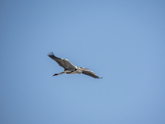 Ardea cinerea