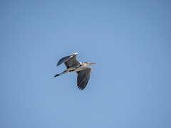 Ardea cinerea