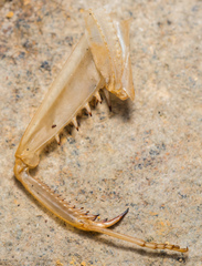 Rhombodera