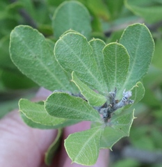 Psoralea polysticta