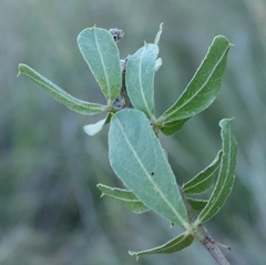 Psoralea polysticta