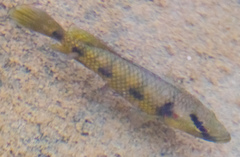 Hemichromis