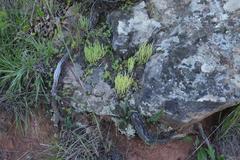 Crassula lanceolata