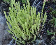 Crassula lanceolata