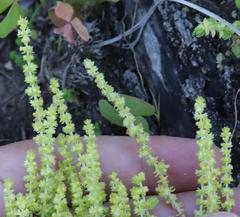Crassula lanceolata