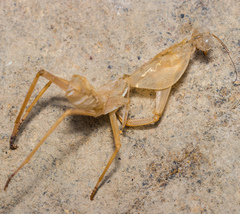 Rhombodera