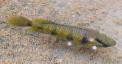 Hemichromis