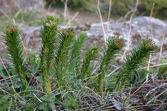 Rhodiola kirilowii