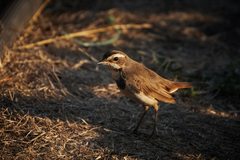 Luscinia svecica svecica