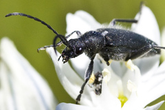 Brachysomida californica