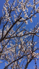 Prunus