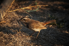 Luscinia svecica svecica