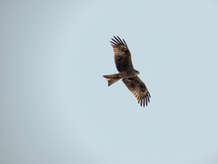 Milvus migrans