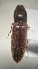 Limonius californicus