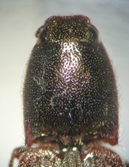 Limonius californicus