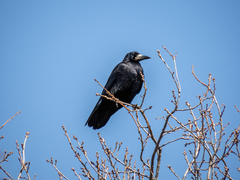 Corvus frugilegus