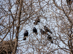 Corvus frugilegus