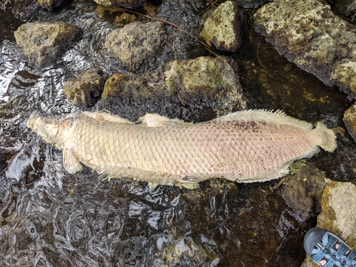 Arapaima (Arapaima gigas) — Arapaimidae — 2