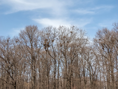 Corvus frugilegus