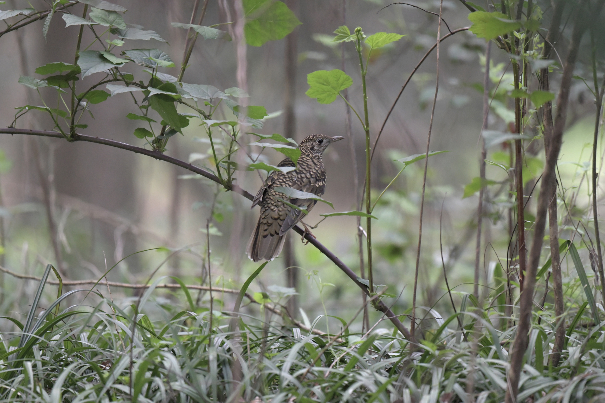 White's Thrush