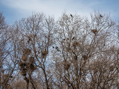 Corvus frugilegus