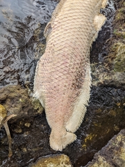 Arapaima gigas